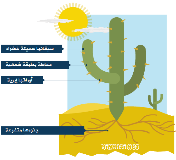 تكيف نبات التين الشوكي في البيئة الصحراوية